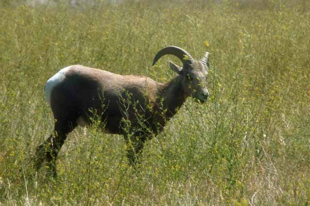 Pronghorn female
